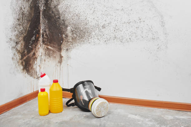 Best Black Mold Removal  in Southern Gateway, VA