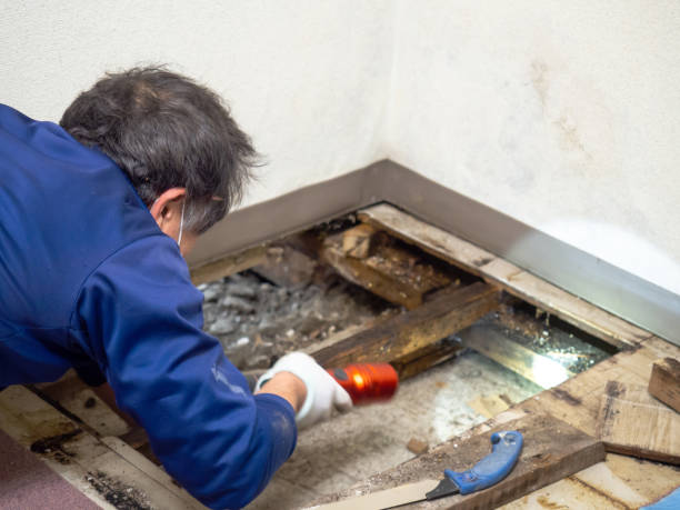  Southern Gateway, VA Mold Removal Pros
