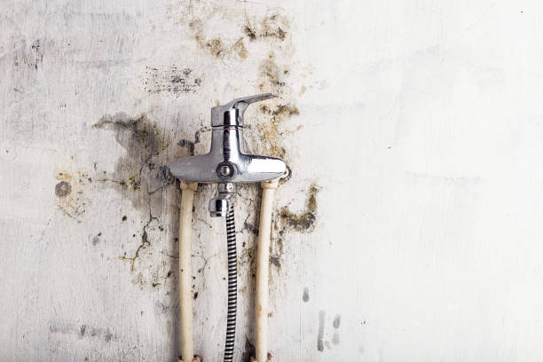 Best Same-Day Mold Removal  in Southern Gateway, VA