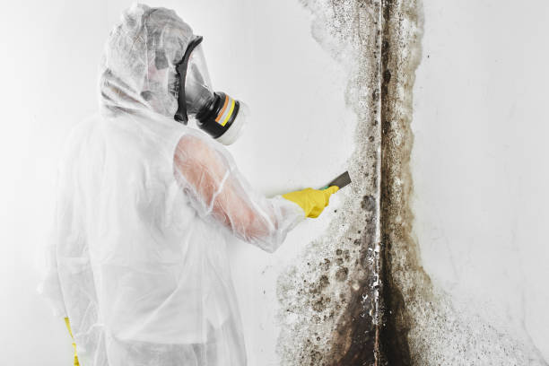 Best Commercial Mold Removal  in Southern Gateway, VA