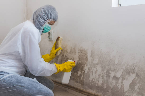 Best Emergency Mold Removal  in Southern Gateway, VA