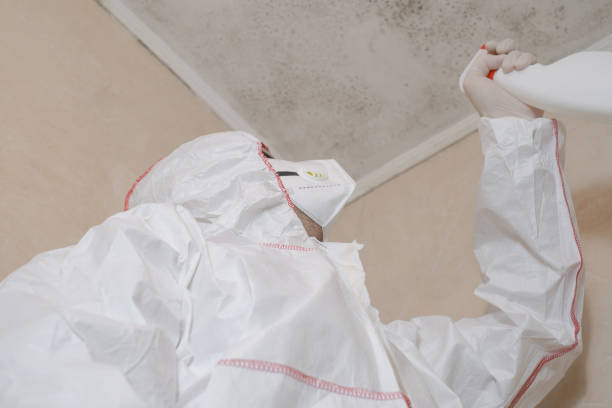 Best Toxic Mold Removal  in Southern Gateway, VA