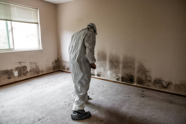 Attic Mold Removal in Southern Gateway, VA