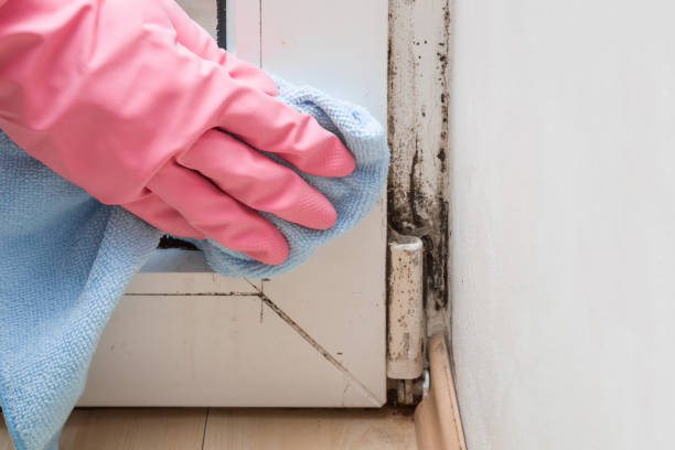 Best Residential Mold Removal  in Southern Gateway, VA