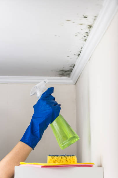 Best Fast Mold Removal  in Southern Gateway, VA