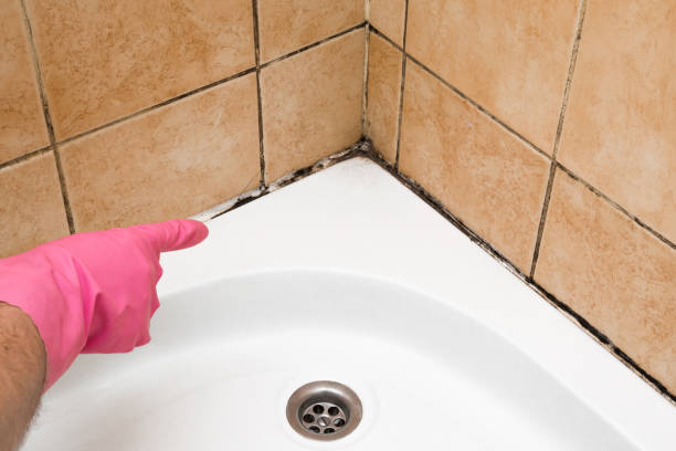 Best Local Mold Removal Service  in Southern Gateway, VA