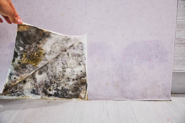Mold Removal Process in Southern Gateway, VA